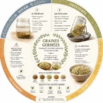 Faire germer des graines chez soi : le guide complet