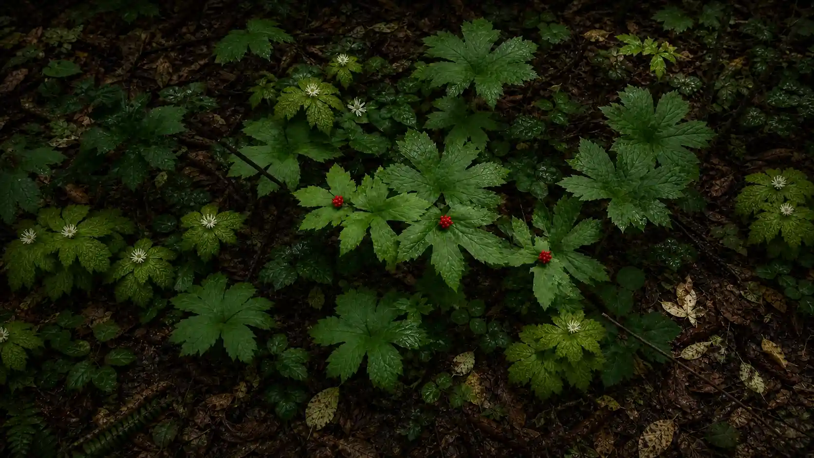 Hydraste du Canada Hydrastis canadensis — bienfaits, berbérine et propriétés médicinales Hydraste du Canada (Hydrastis canadensis) : plante forestière aux grandes feuilles palmées lobées — plante médicinale nord-américaine riche en berbérine, espèce protégée