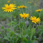Arnica montana : bienfaits contre les bleus et les entorses, usage externe