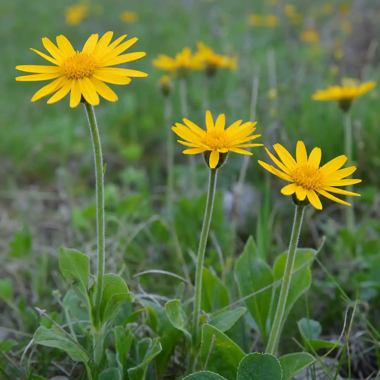 Arnica montana : bienfaits contre les bleus et les entorses, usage externe