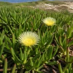 Griffe de sorcière (Carpobrotus edulis) avec fleurs, feuilles et fruits