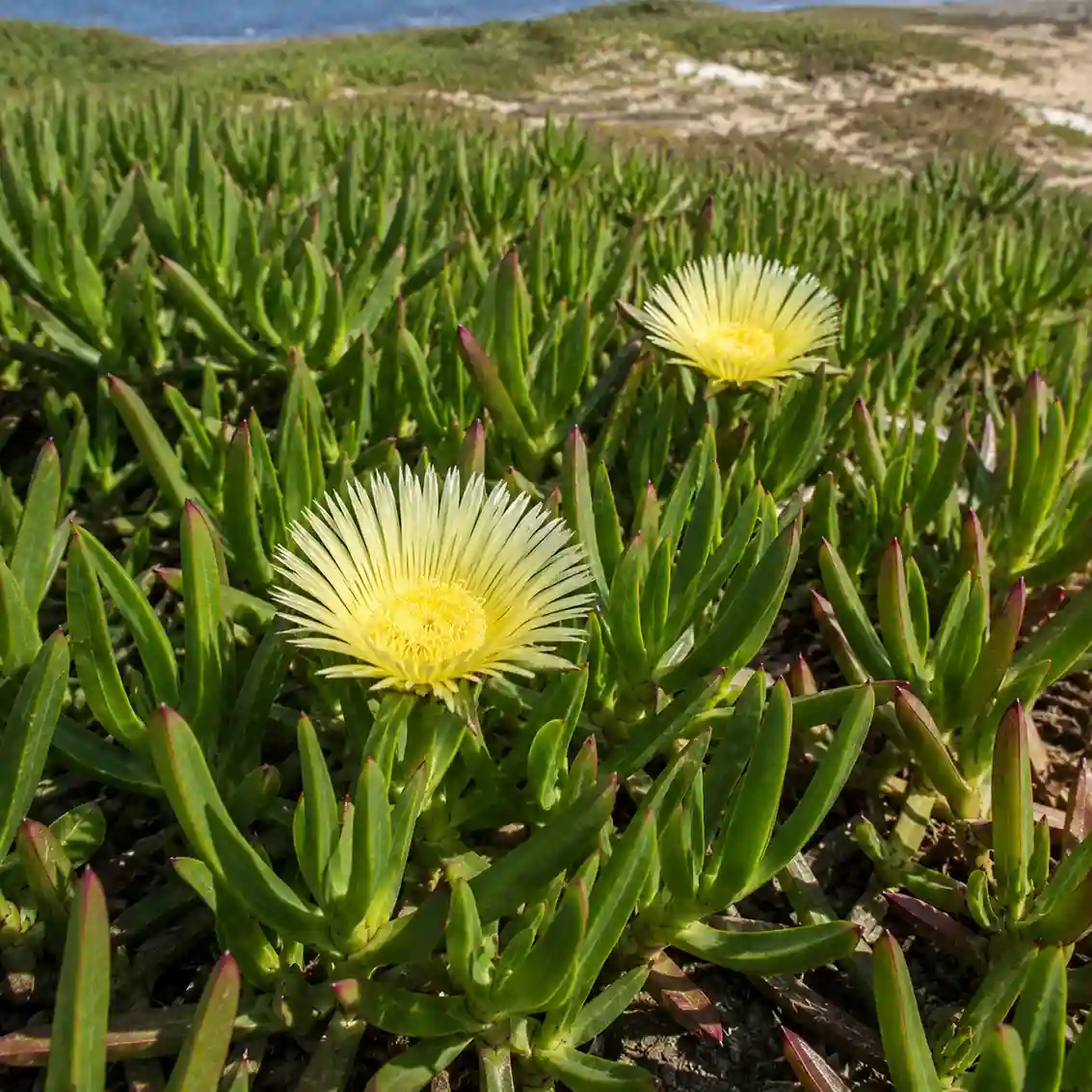 Griffe de sorcière (Carpobrotus edulis) avec fleurs, feuilles et fruits