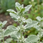 Marrube blanc (Marrubium vulgare) aux feuilles duveteuses et fleurs blanches, traditionnellement utilisé contre la toux