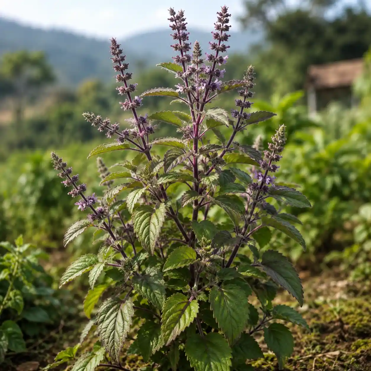 Tulsi Ocimum sanctum, basilic sacré, plante entière