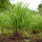 Vétiver (Chrysopogon zizanioides) : bienfaits et huile essentielle