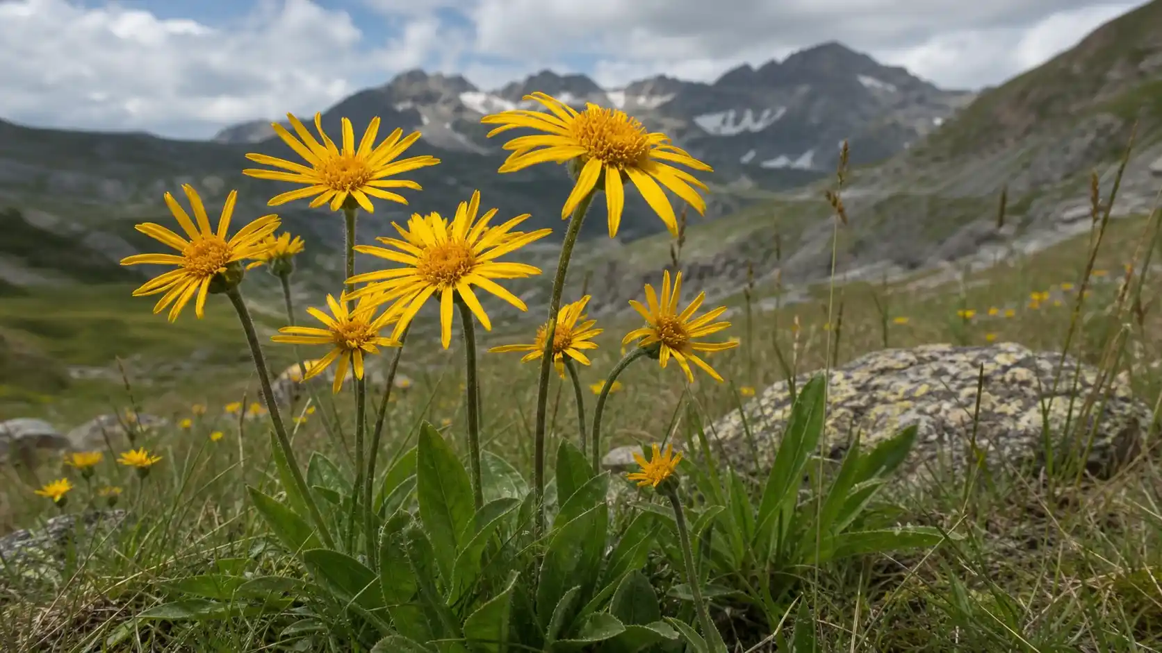 Arnica Arnica montana — bienfaits, usage externe et propriétés médicinales Arnica des montagnes (Arnica montana) : grands capitules floraux jaune-orangé aux ligules effilées, poussant dans une prairie acide d'altitude — plante médicinale protégée à usage externe exclusif