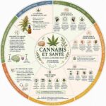 Cannabis et santé : effets du THC et du CBD sur le corps et l’esprit