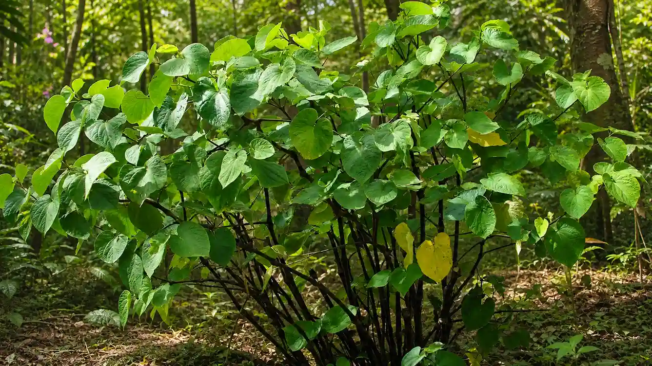Kava Piper methysticum — arbuste, racines et propriétés traditionnelles Kava Piper methysticum : arbuste tropical et racines utilisées dans la préparation traditionnelle de la boisson de kava