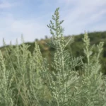 Absinthe (Artemisia absinthium) séchée, teinture mère et liqueur d’absinthe