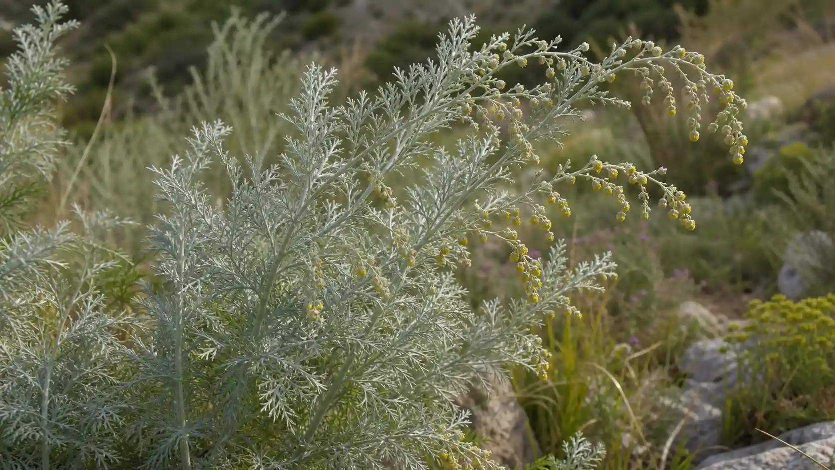 Absinthe Artemisia absinthium — bienfaits digestifs et propriétés médicinales Absinthe ou grande absinthe (Artemisia absinthium) : feuillage finement découpé et duveteux argenté, petites fleurs jaunâtres en capitules pendants — plante médicinale amère traditionnelle pour la digestion